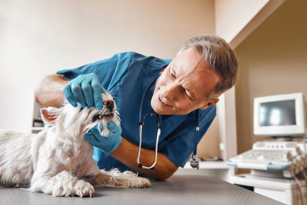Best After-Hours Emergency Dentist in USA